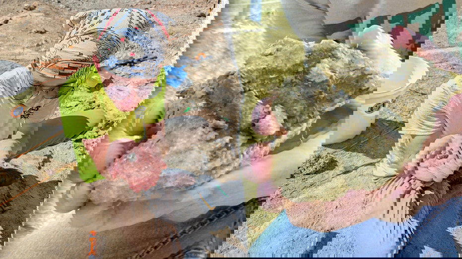 Student unearths 150-million-year-old dinosaur fossil on first day of Montana dig: 'Very exciting'